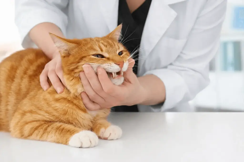 Veterinarian examining an orange tabby cat’s teeth during an oral exam in a veterinary clinic.