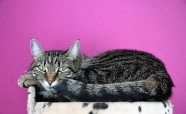 Even a healthy-looking animal can be hiding serious kidney trouble.