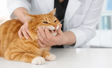 Veterinarian examining an orange tabby cat’s teeth during an oral exam in a veterinary clinic.