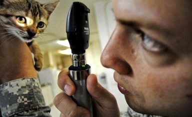 Young pets should receive their first vaccines along with regular wellness checkups.