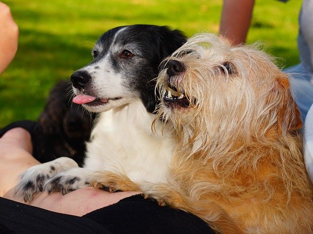 Peanut Butter: No Longer a Safe-Bet Dog Treat