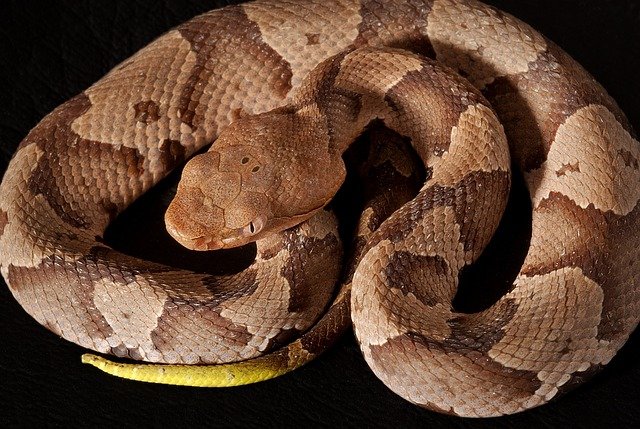 What Types of Venomous Snakes Should Dog Owners Be Aware of in Virginia?